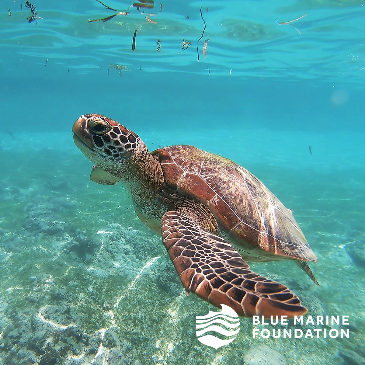 Turtle Conservation Everyday Pouch in Marine